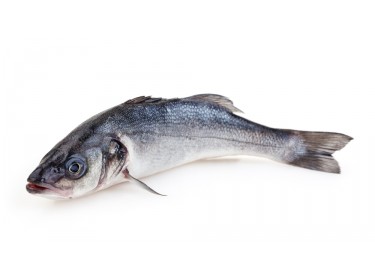 Branzino - Spigola