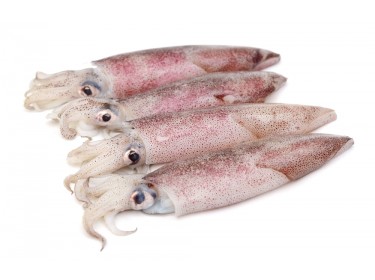 Calamari