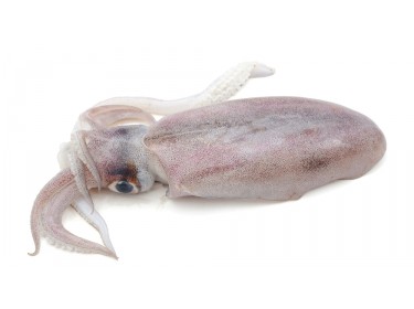 Calamari