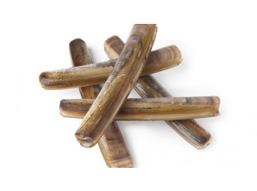 Cannolicchi