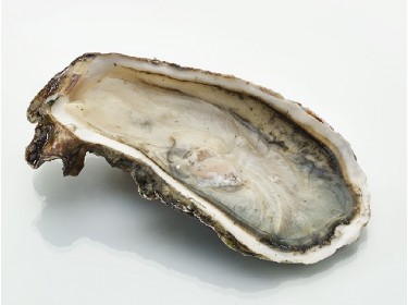 Ostrica concava