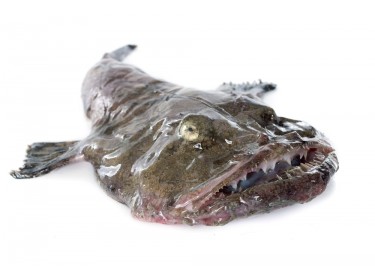Rana pescatrice