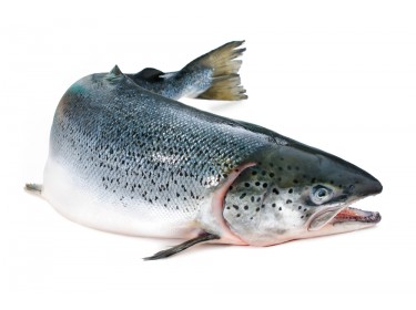 Salmone Norvegia