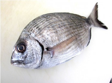 Sarago