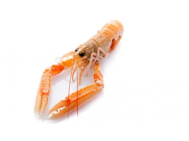 Scampi