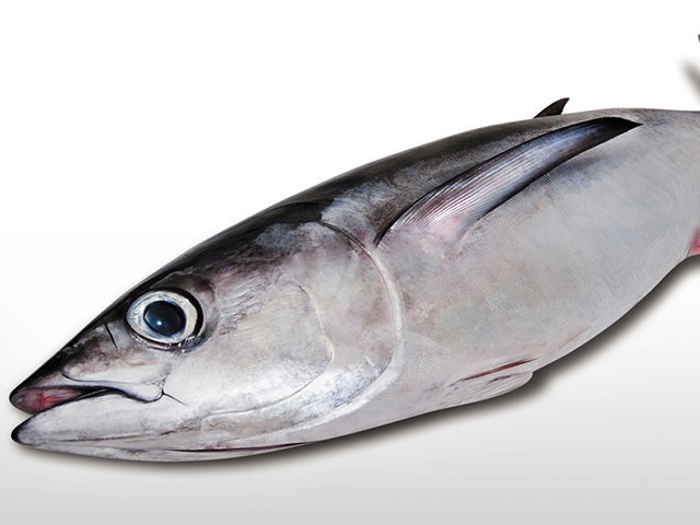 Alalunga