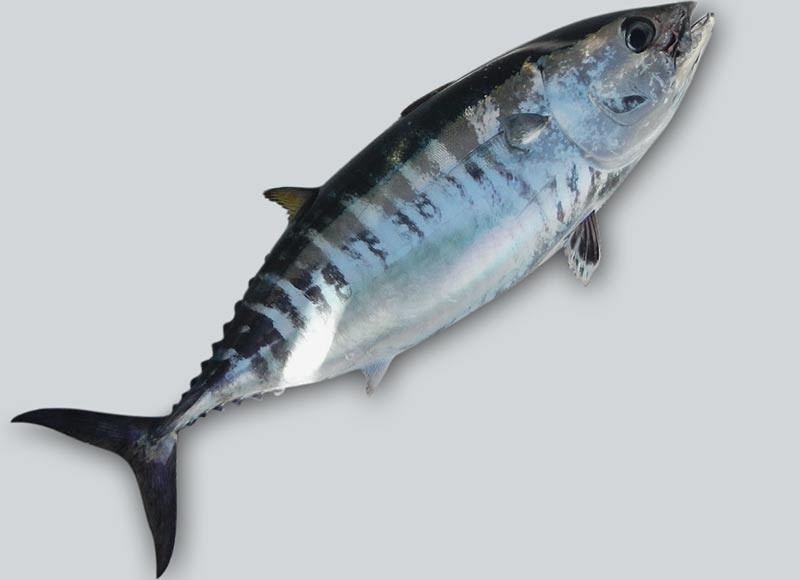 Biso
