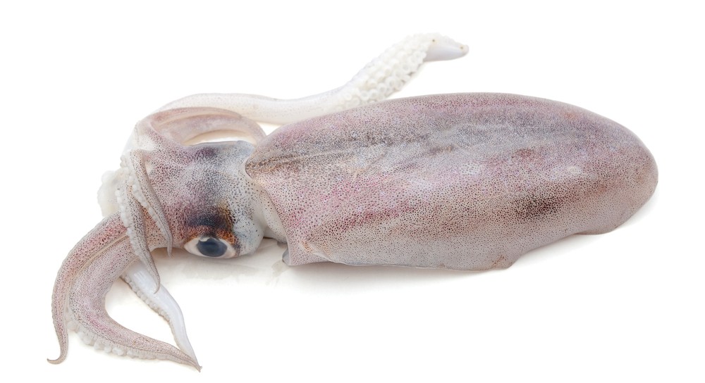 Calamari