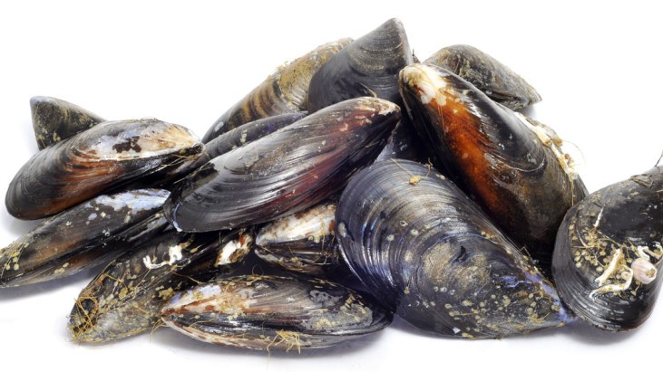 Cozze