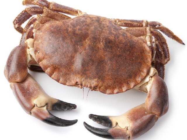 Granciporro