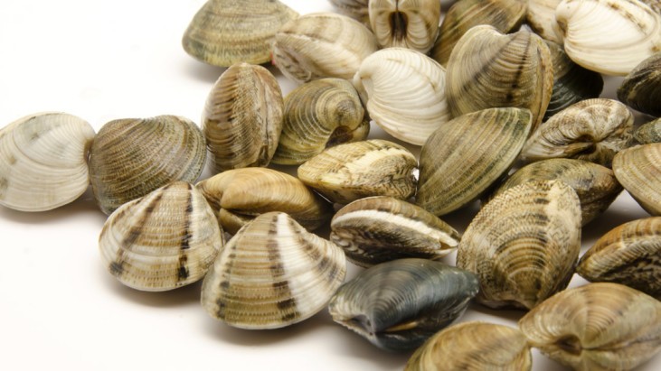 Vongole lupini