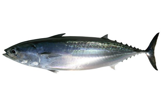Palamita