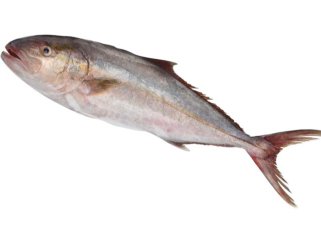 Ricciola