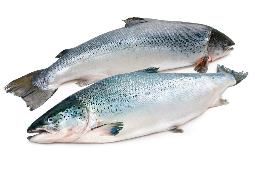 Salmone Norvegia Bio