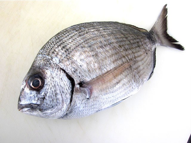 Sarago