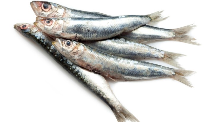 Sardine