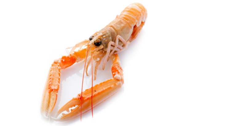 Scampi