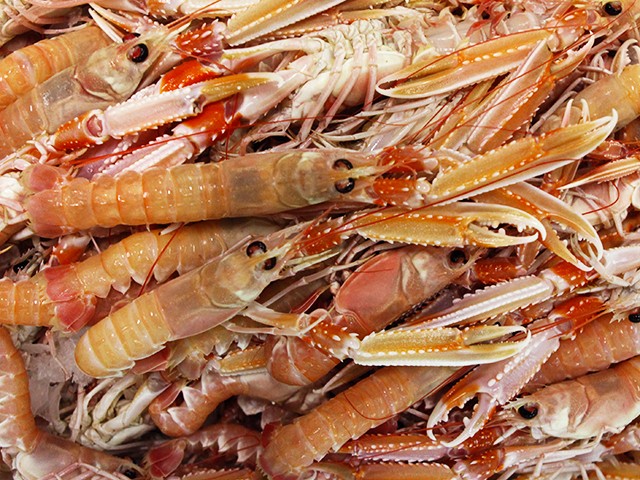 Scampi