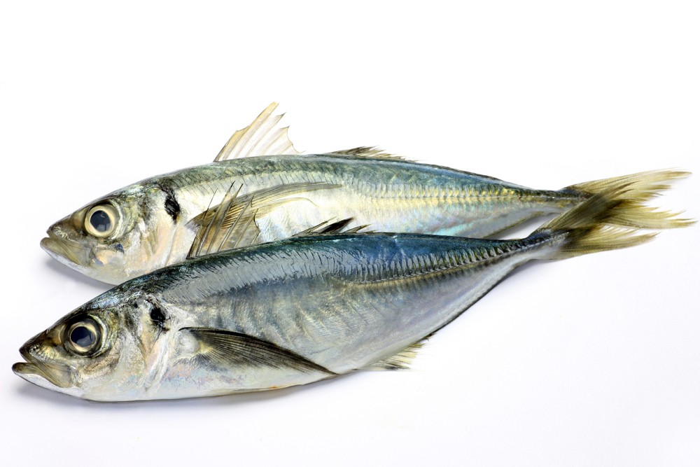 Sugarello