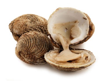 Tartufi di mare