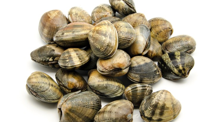 Vongole veraci